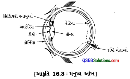 GSEB Solutions Class 8 Science Chapter 16 પ્રકાશ 4