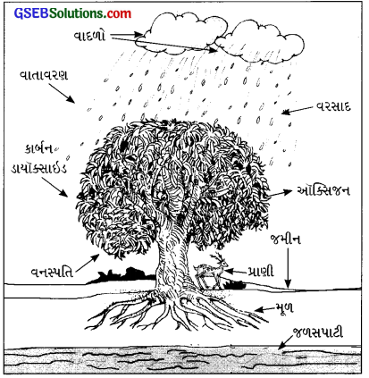GSEB Solutions Class 8 Science Chapter 17 જંગલો આપણી જીવાદોરી 3