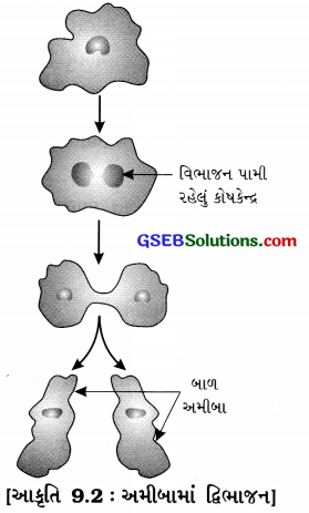 GSEB Solutions Class 8 Science Chapter 9 પ્રાણીઓમાં પ્રજનન 2