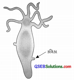 GSEB Solutions Class 8 Science Chapter 9 પ્રાણીઓમાં પ્રજનન 5