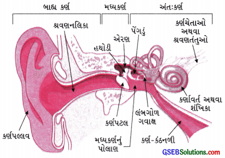 GSEB Solutions Class 9 Science Chapter 12 ધ્વનિ 10