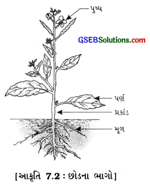 GSEB Class 6 Science Important Questions Chapter 7 વનસ્પતિની જાણકારી મેળવીએ 1