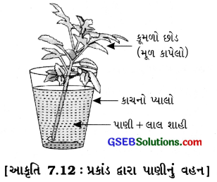 GSEB Class 6 Science Important Questions Chapter 7 વનસ્પતિની જાણકારી મેળવીએ 10