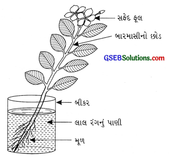 GSEB Class 6 Science Important Questions Chapter 7 વનસ્પતિની જાણકારી મેળવીએ 12