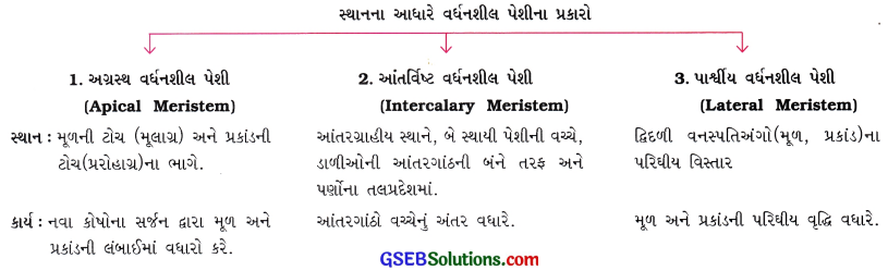 GSEB Class 9 Science Important Questions Chapter 6 પેશીઓ 1