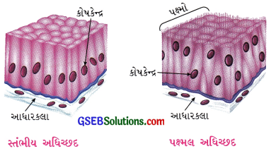 GSEB Class 9 Science Important Questions Chapter 6 પેશીઓ 11