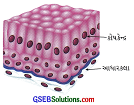 GSEB Class 9 Science Important Questions Chapter 6 પેશીઓ 12
