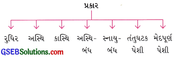 GSEB Class 9 Science Important Questions Chapter 6 પેશીઓ 13