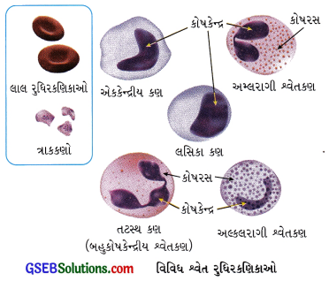 GSEB Class 9 Science Important Questions Chapter 6 પેશીઓ 14
