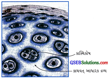 GSEB Class 9 Science Important Questions Chapter 6 પેશીઓ 16