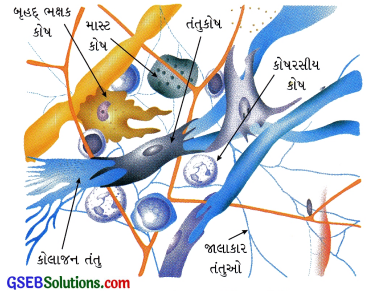 GSEB Class 9 Science Important Questions Chapter 6 પેશીઓ 17
