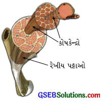 GSEB Class 9 Science Important Questions Chapter 6 પેશીઓ 19