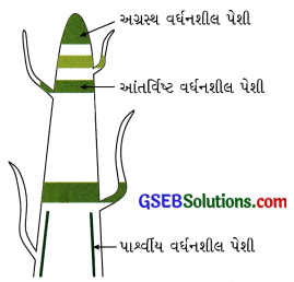 GSEB Class 9 Science Important Questions Chapter 6 પેશીઓ 2