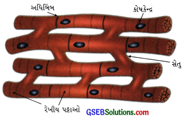 GSEB Class 9 Science Important Questions Chapter 6 પેશીઓ 21