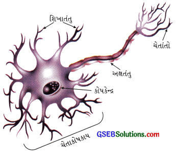 GSEB Class 9 Science Important Questions Chapter 6 પેશીઓ 23