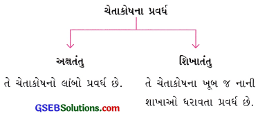 GSEB Class 9 Science Important Questions Chapter 6 પેશીઓ 24