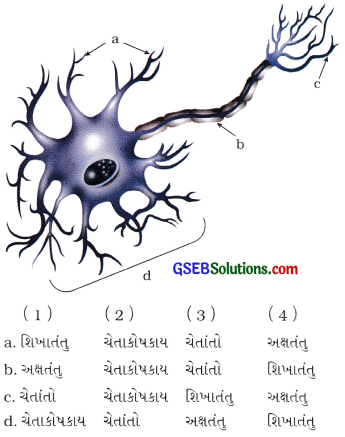 GSEB Class 9 Science Important Questions Chapter 6 પેશીઓ 27