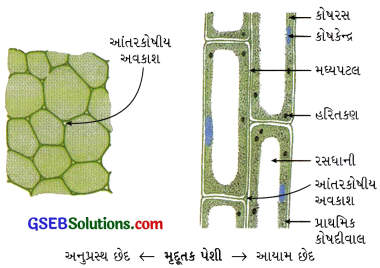 GSEB Class 9 Science Important Questions Chapter 6 પેશીઓ 3