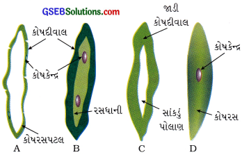 GSEB Class 9 Science Important Questions Chapter 6 પેશીઓ 30