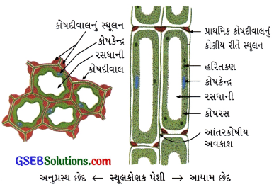 GSEB Class 9 Science Important Questions Chapter 6 પેશીઓ 4