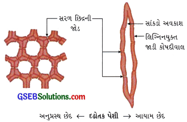 GSEB Class 9 Science Important Questions Chapter 6 પેશીઓ 5