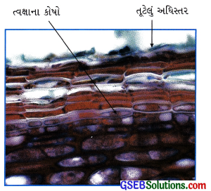 GSEB Class 9 Science Important Questions Chapter 6 પેશીઓ 7