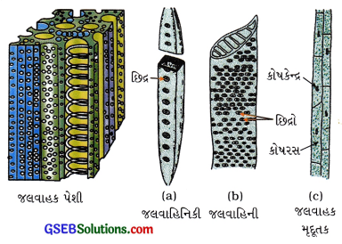 GSEB Class 9 Science Important Questions Chapter 6 પેશીઓ 8