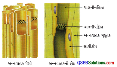 GSEB Class 9 Science Important Questions Chapter 6 પેશીઓ 9