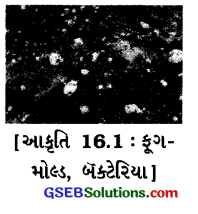 GSEB Solutions Class 6 Science Chapter 16 કચરાનો સંગ્રહ અને કચરાનો નિકાલ 1