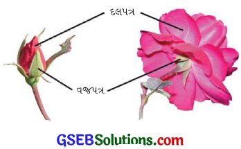 GSEB Solutions Class 6 Science Chapter 7 વનસ્પતિની જાણકારી મેળવીએ 11