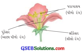 GSEB Solutions Class 6 Science Chapter 7 વનસ્પતિની જાણકારી મેળવીએ 12