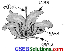 GSEB Solutions Class 6 Science Chapter 7 વનસ્પતિની જાણકારી મેળવીએ 3
