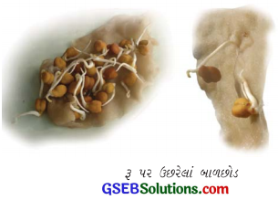 GSEB Solutions Class 6 Science Chapter 7 વનસ્પતિની જાણકારી મેળવીએ 8