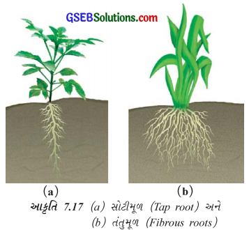 GSEB Solutions Class 6 Science Chapter 7 વનસ્પતિની જાણકારી મેળવીએ 9