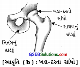 GSEB Solutions Class 6 Science Chapter 8 શરીરનું હલનચલન 4