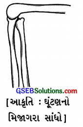 GSEB Solutions Class 6 Science Chapter 8 શરીરનું હલનચલન 6