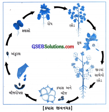 GSEB Solutions Class 7 Social Science Chapter 19 બજાર 3