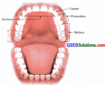 GSEB Solutions Class 9 English Chapter 2 Dental Health 1