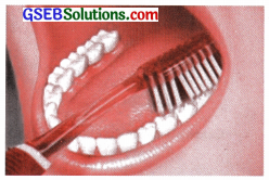 GSEB Solutions Class 9 English Chapter 2 Dental Health 4