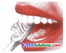 GSEB Solutions Class 9 English Chapter 2 Dental Health 6