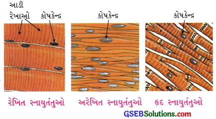 GSEB Solutions Class 9 Science Chapter 6 પેશીઓ 1