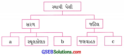 GSEB Solutions Class 9 Science Chapter 6 પેશીઓ 3