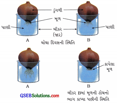 GSEB Solutions Class 9 Science Chapter 6 પેશીઓ 4