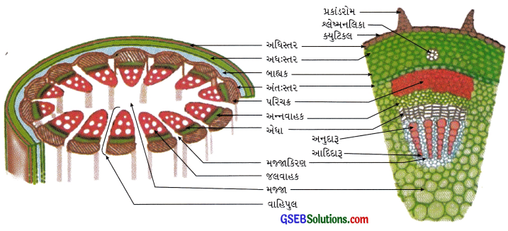 GSEB Solutions Class 9 Science Chapter 6 પેશીઓ 6