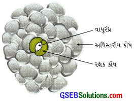 GSEB Solutions Class 9 Science Chapter 6 પેશીઓ 7