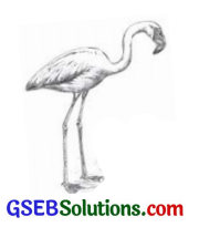 GSEB Solutions Class 6 English Let’s Read More Unit 2 Beautiful Birds 5