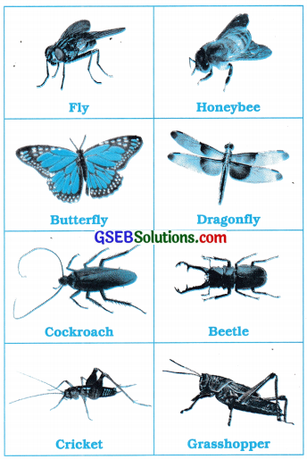 GSEB Solutions Class 7 English Sem 1 Unit 2 How many did you 10