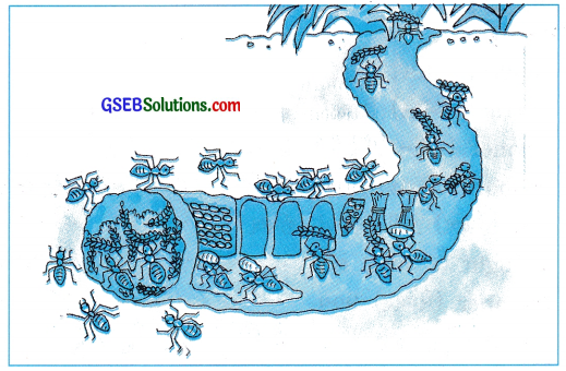 GSEB Solutions Class 7 English Sem 2 Unit 5 Me too! 2