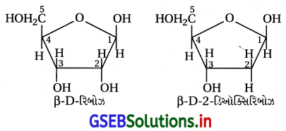 GSEB Solutions Class 12 Chemistry Chapter 14 જૈવિક અણુઓ 17
