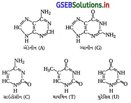 GSEB Solutions Class 12 Chemistry Chapter 14 જૈવિક અણુઓ 18